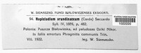 Utrechtiana arundinacea image
